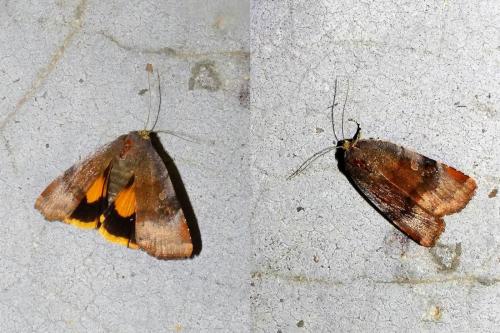Noctua janthe